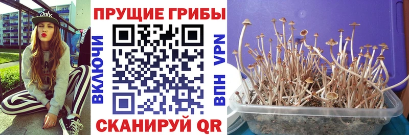 mega зеркало  Пущино  Псилоцибиновые грибы Magic Shrooms  магазин продажи наркотиков 